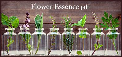 Flower Essence pdf