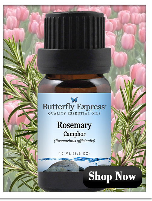 Rosemary Camphor Essential Oil Single