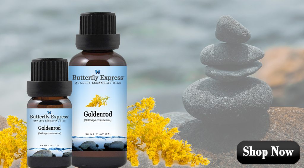 Goldenrod Essential Oils