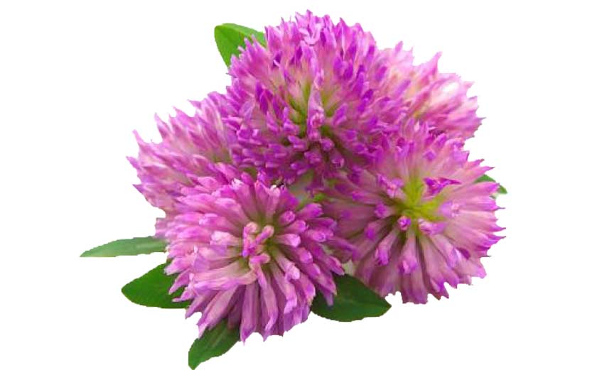 Red Clover Herb