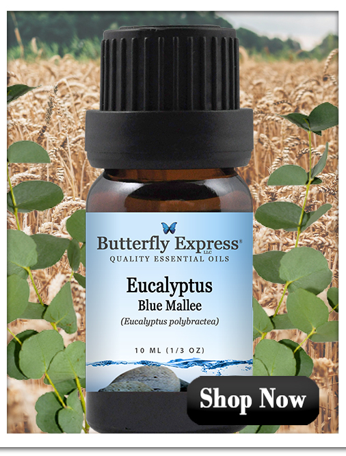 Eucalyptus Blue Mallee Essential Oil