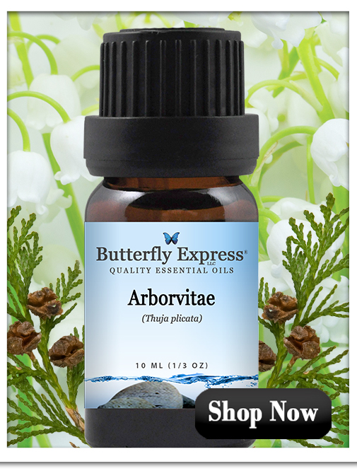 Arborvitae Essential Oil
