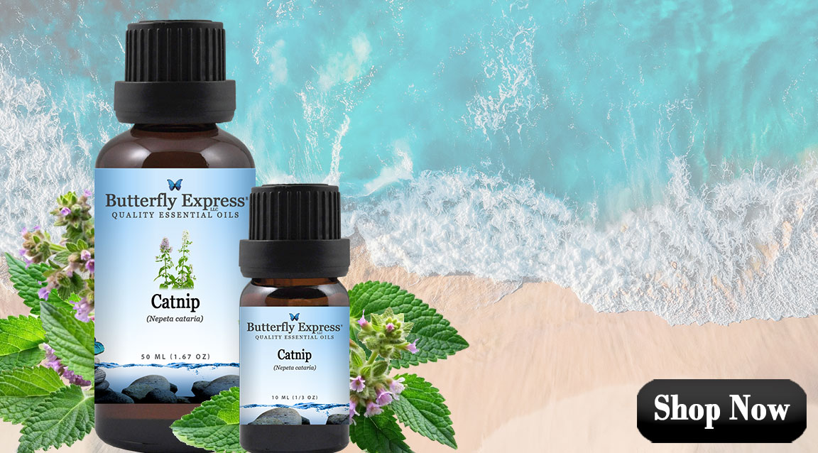 Catnip Essential Oil