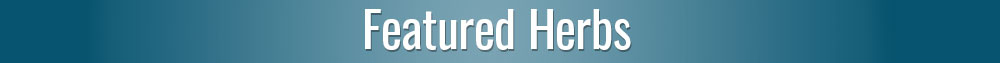 Featured Herbs for Women's Health