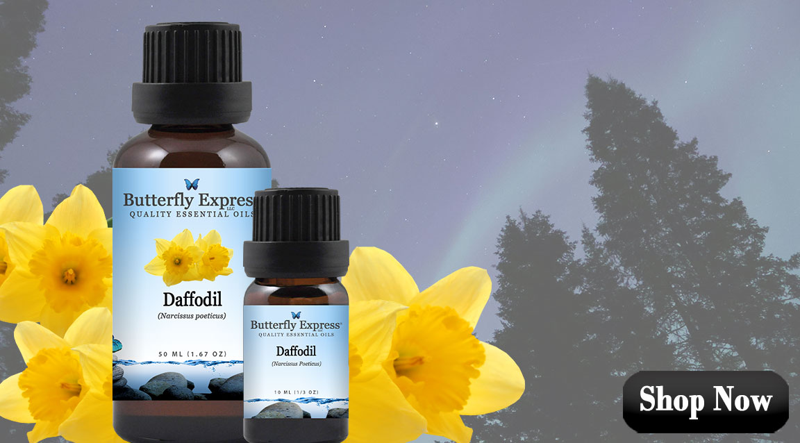 Daffodil Essential Oil
