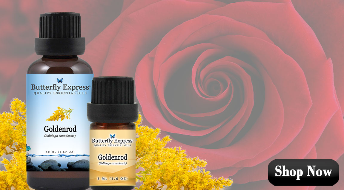 Goldenrod Essential Oil