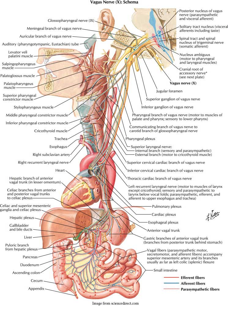 Vagus Nerve