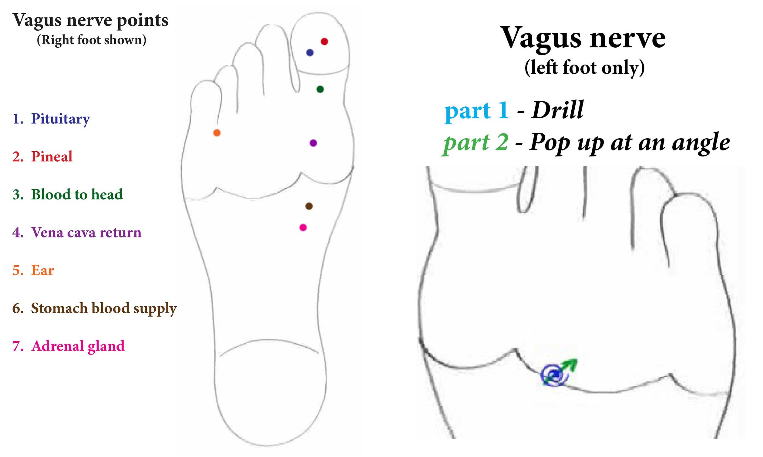 Vagus points