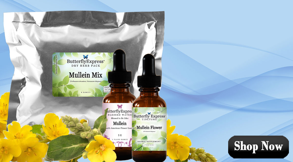 Mullein Herb and Homeopathic Remedies
