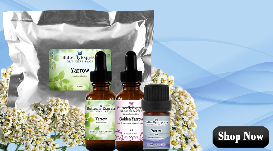 Yarrow Essential Oils, Herb and Homeopathic Remedies