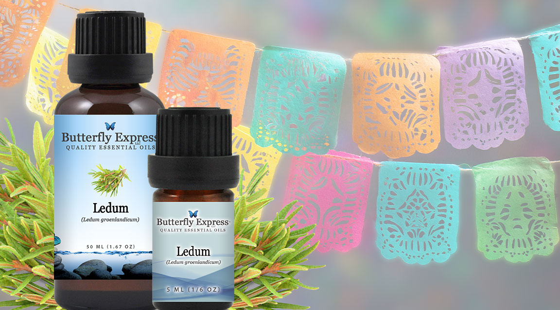 Ledum Essential Oil
